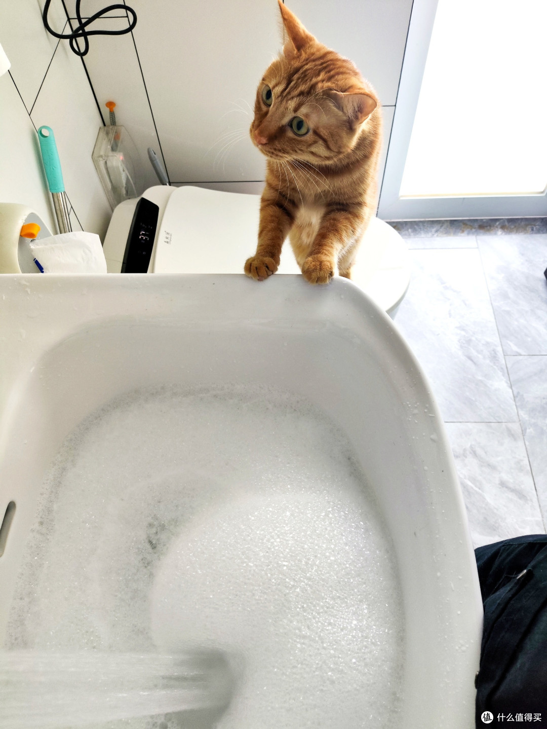 夏天了，需不需要给小猫们洗个澡？