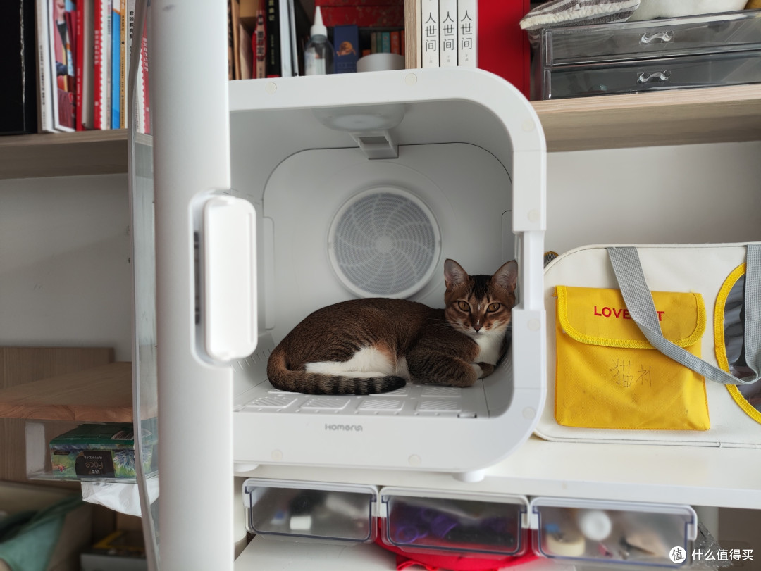 小猫其实并不排斥箱子本身