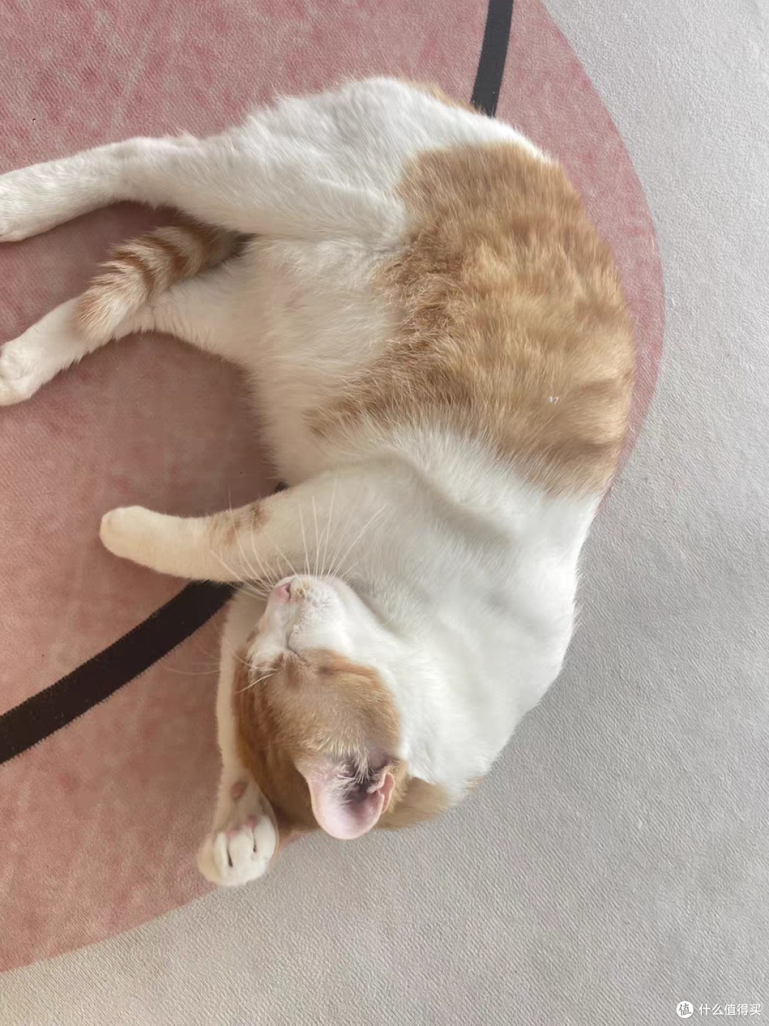 【耐威克六种鱼生骨肉冻干猫粮:无谷全期配方,打造猫咪的营养盛宴】