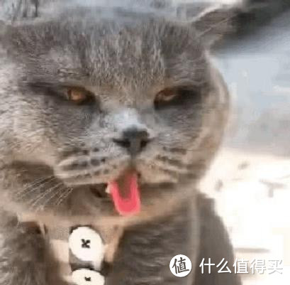 猫咪的夏日清凉指南