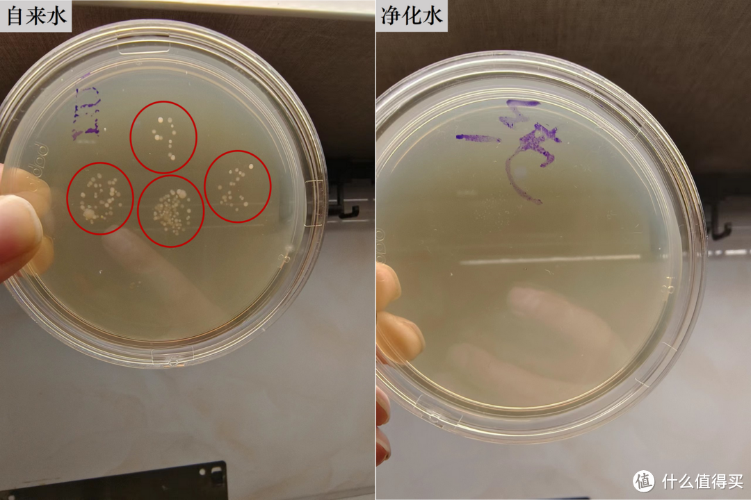 即热即饮，纯净无忧！特洁恩H10净热一体机实测，告诉你值不值得买！