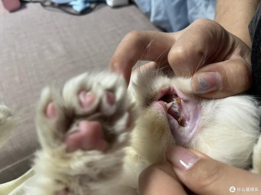 收养的流浪猫牙龈红肿还口臭?猫咪口臭问题有这一篇就够了!