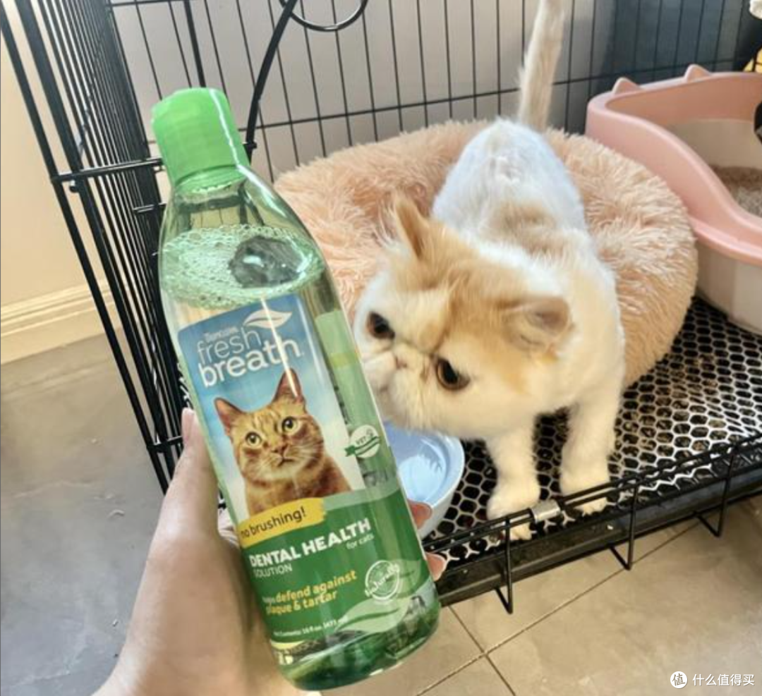 收养的流浪猫牙龈红肿还口臭?猫咪口臭问题有这一篇就够了!