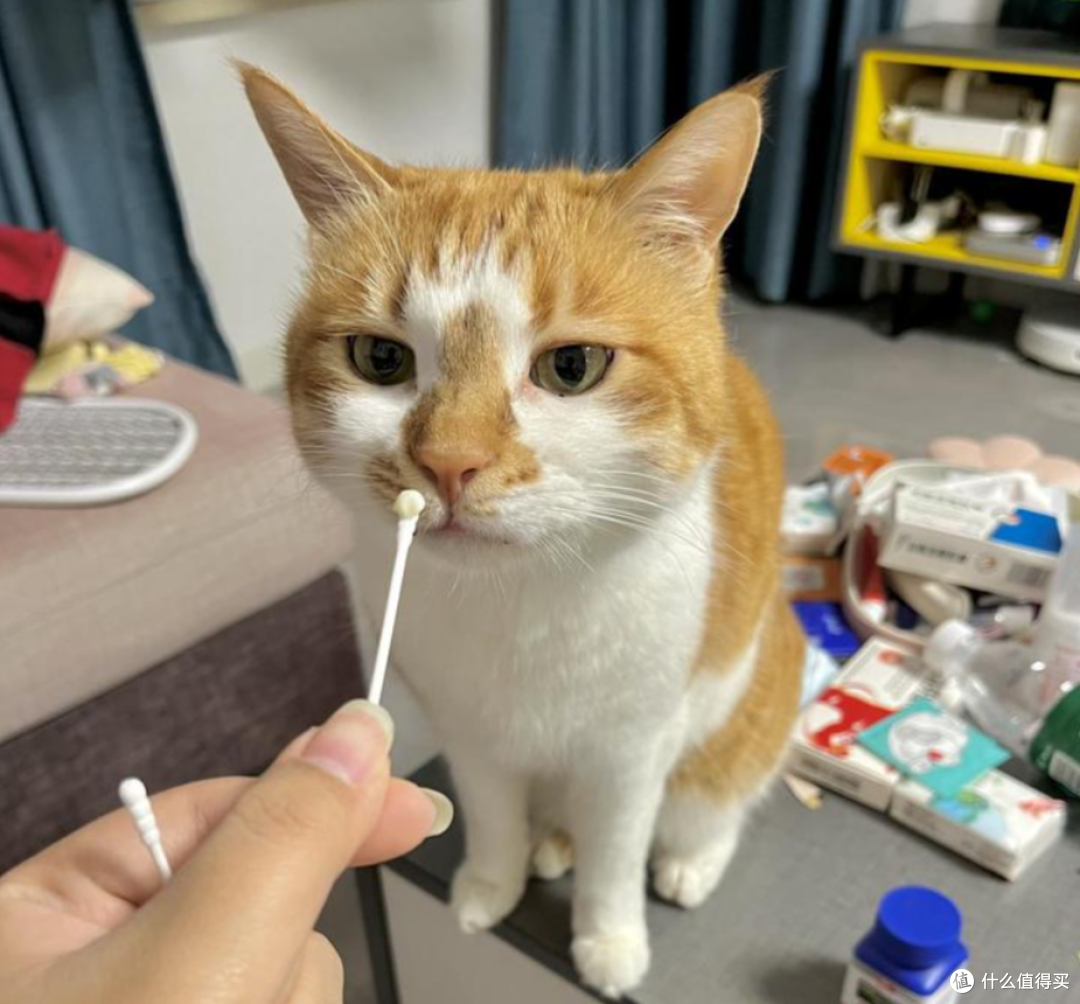收养的流浪猫牙龈红肿还口臭?猫咪口臭问题有这一篇就够了!
