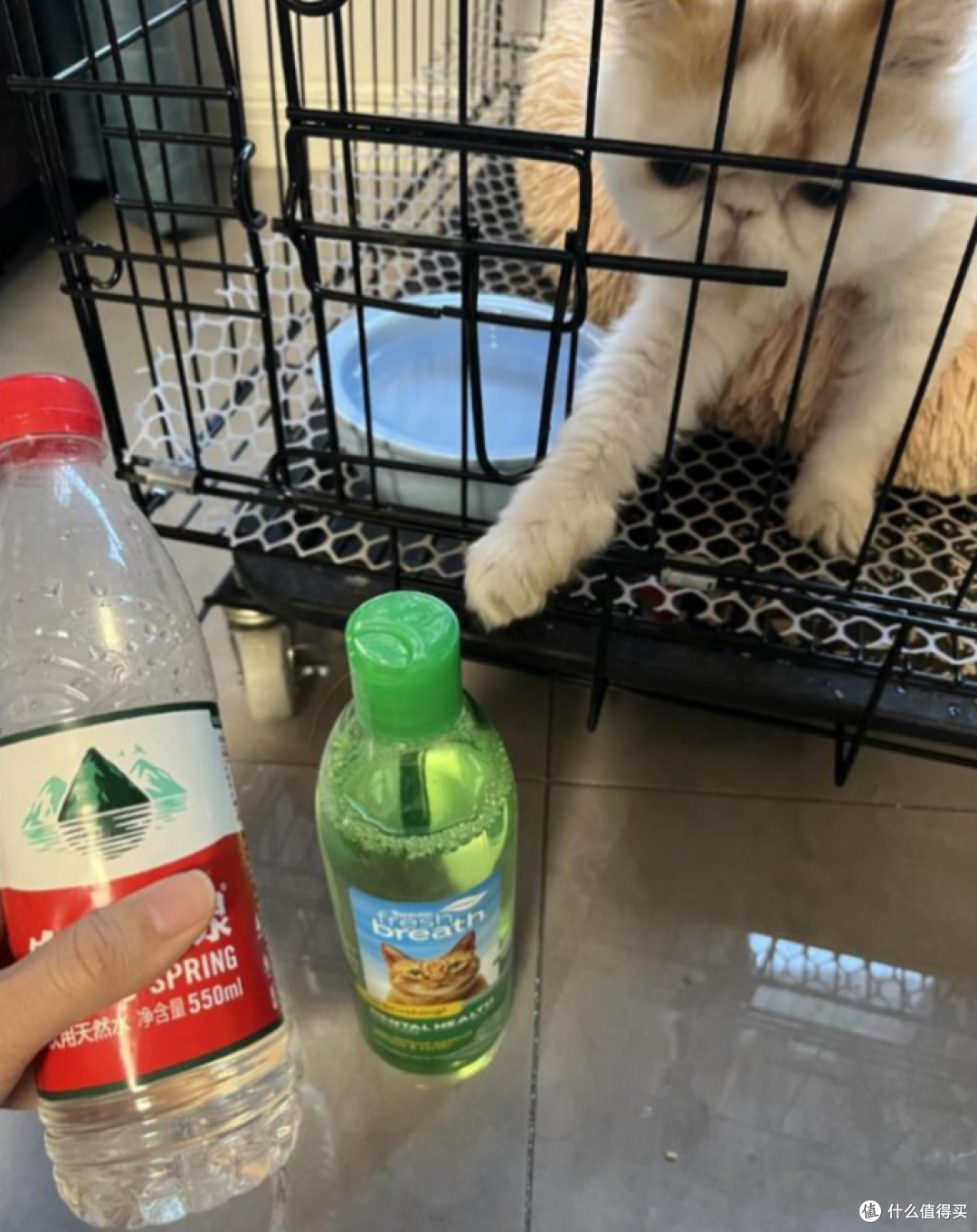 收养的流浪猫牙龈红肿还口臭?猫咪口臭问题有这一篇就够了!