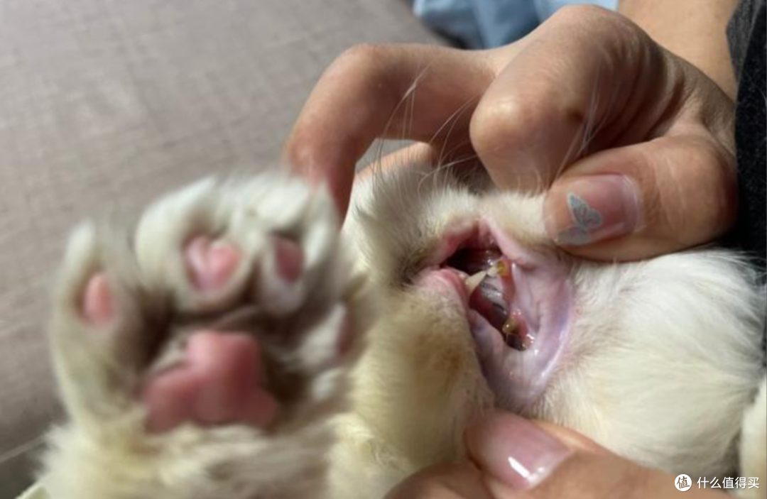 收养的流浪猫牙龈红肿还口臭?猫咪口臭问题有这一篇就够了!