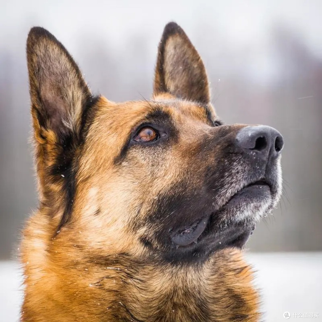 德牧犬选购攻略