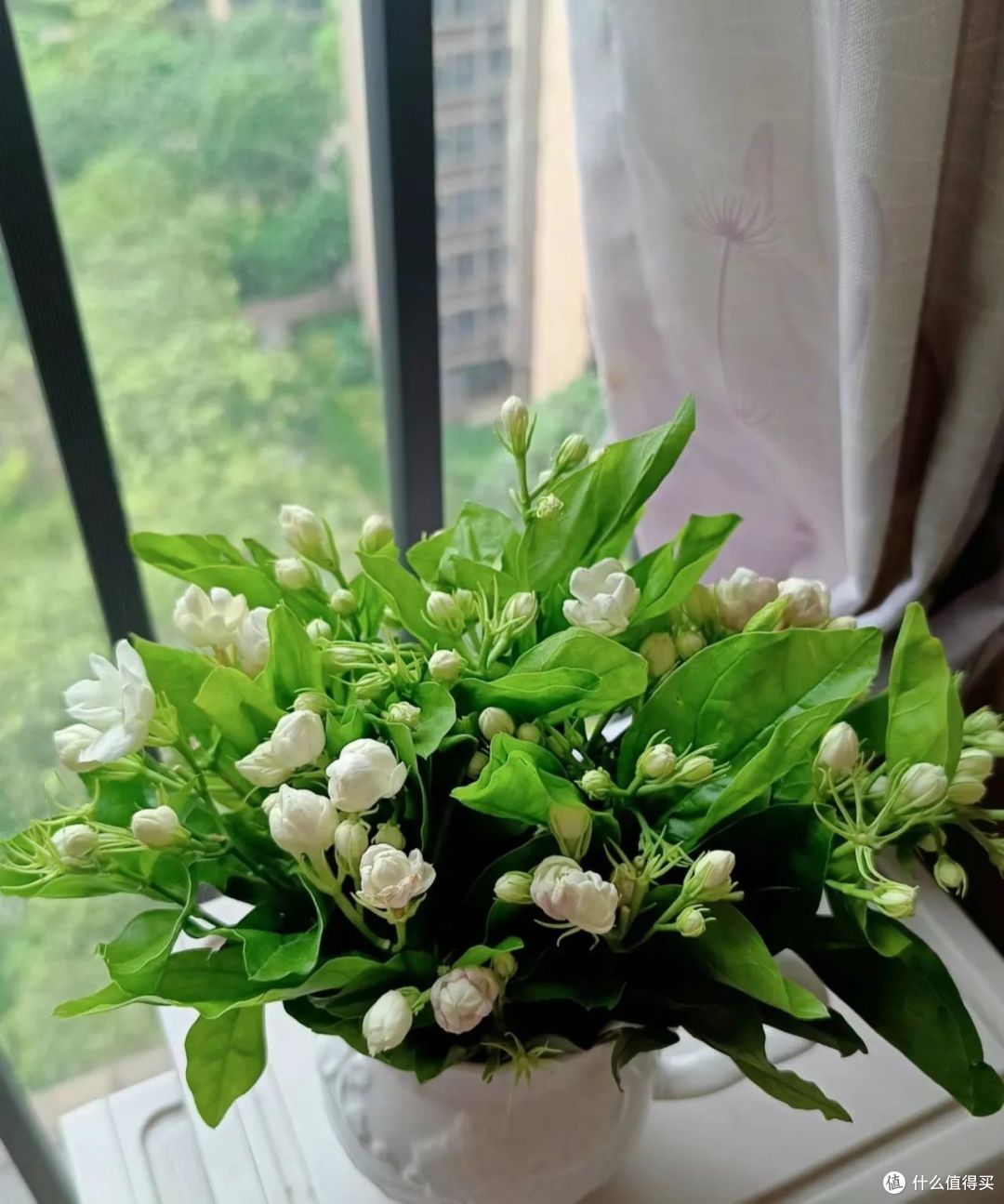 夏天茉莉花长得旺，现在用这3招“促花”，花量能“翻倍”！