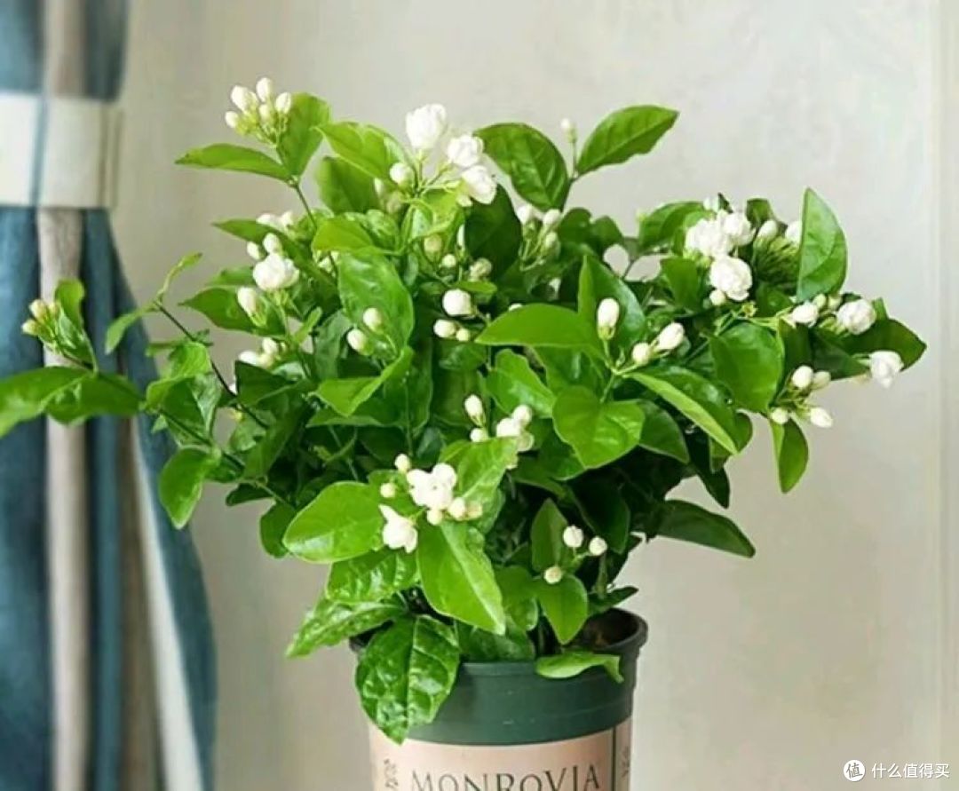 夏天茉莉花长得旺，现在用这3招“促花”，花量能“翻倍”！