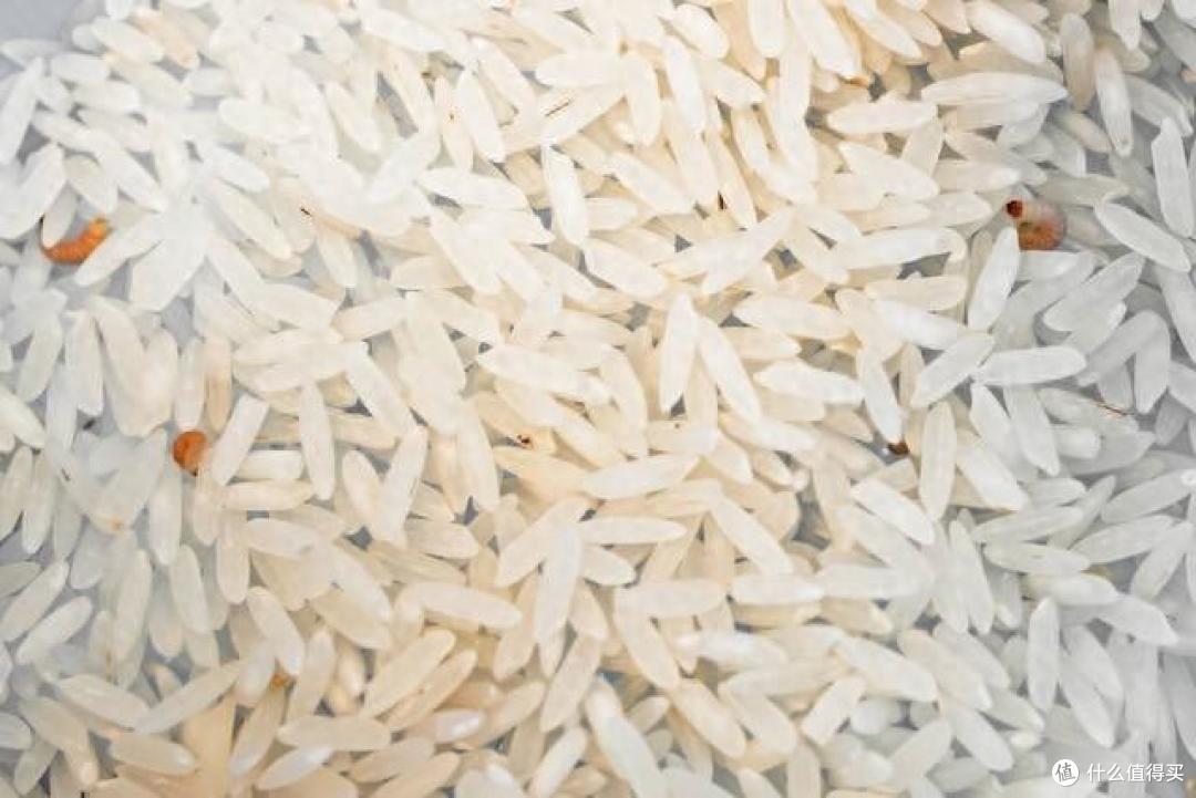 夏天大米里都是“米虫”,还能不能吃?教你3个妙招,放1年都不坏!