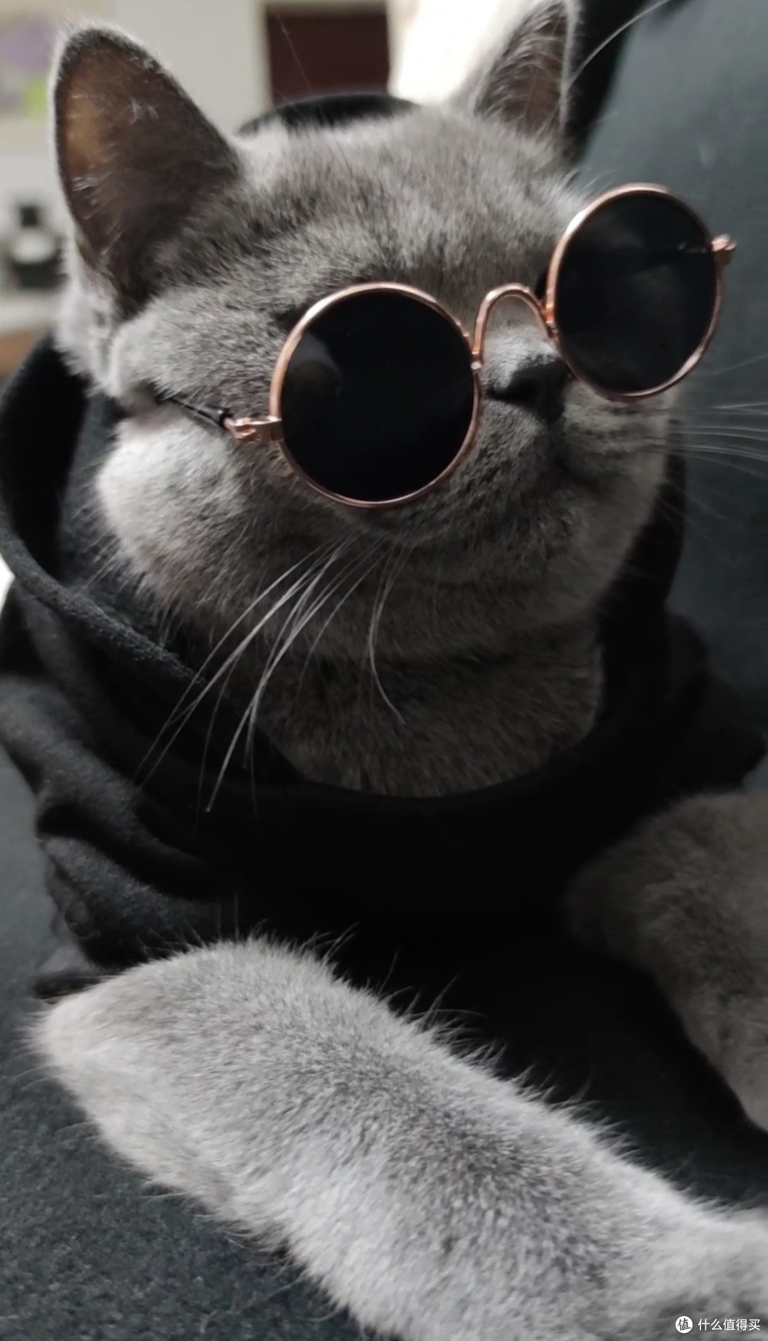 营养>强化免疫>reddog/红狗强化免疫>文章详情>1080_1886竖版 竖屏