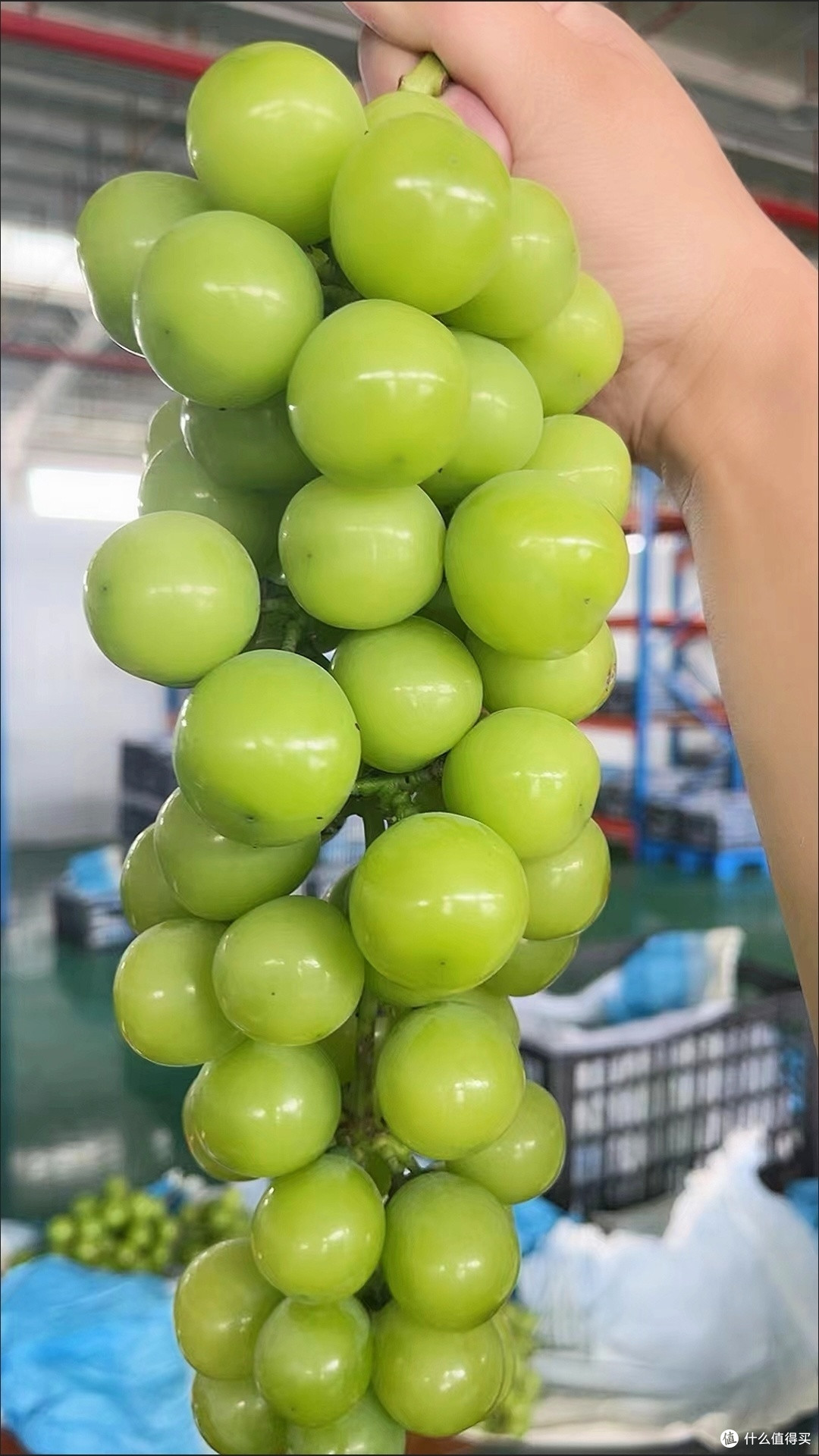 阳光玫瑰你了解吗