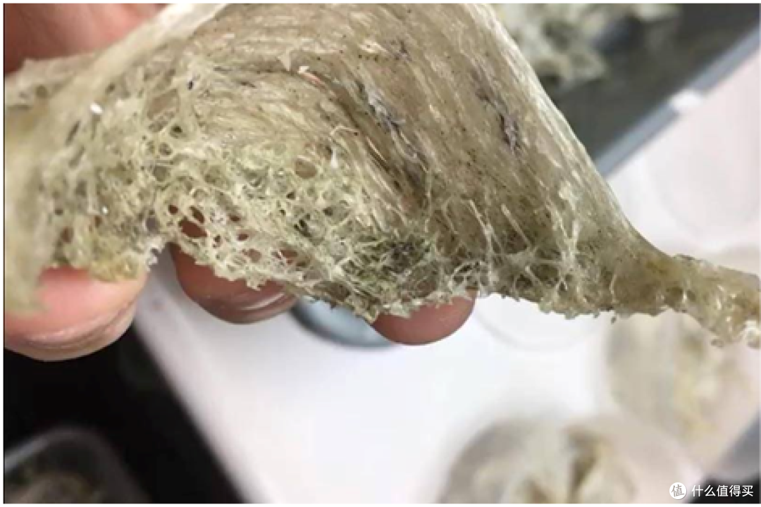 雨季森林教你选购燕窝需谨慎!这6种燕窝绝不能入口!