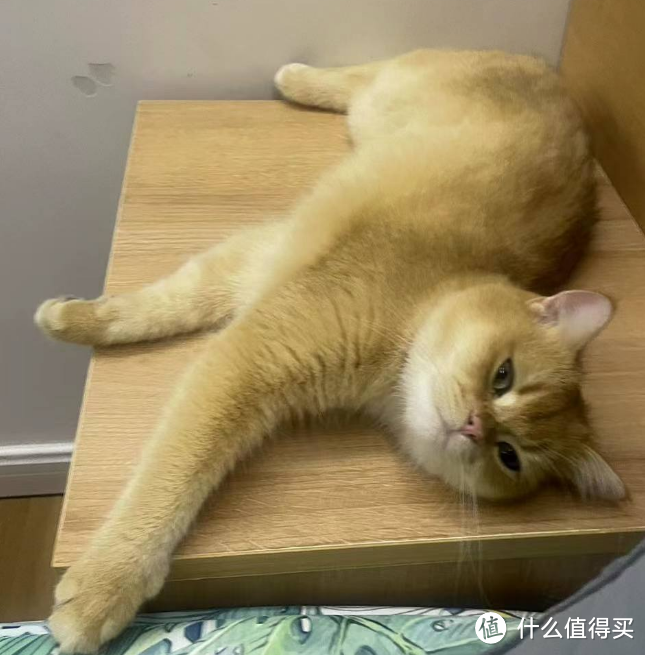 猫咪发烧后又检查出脂肪肝，太难了~~