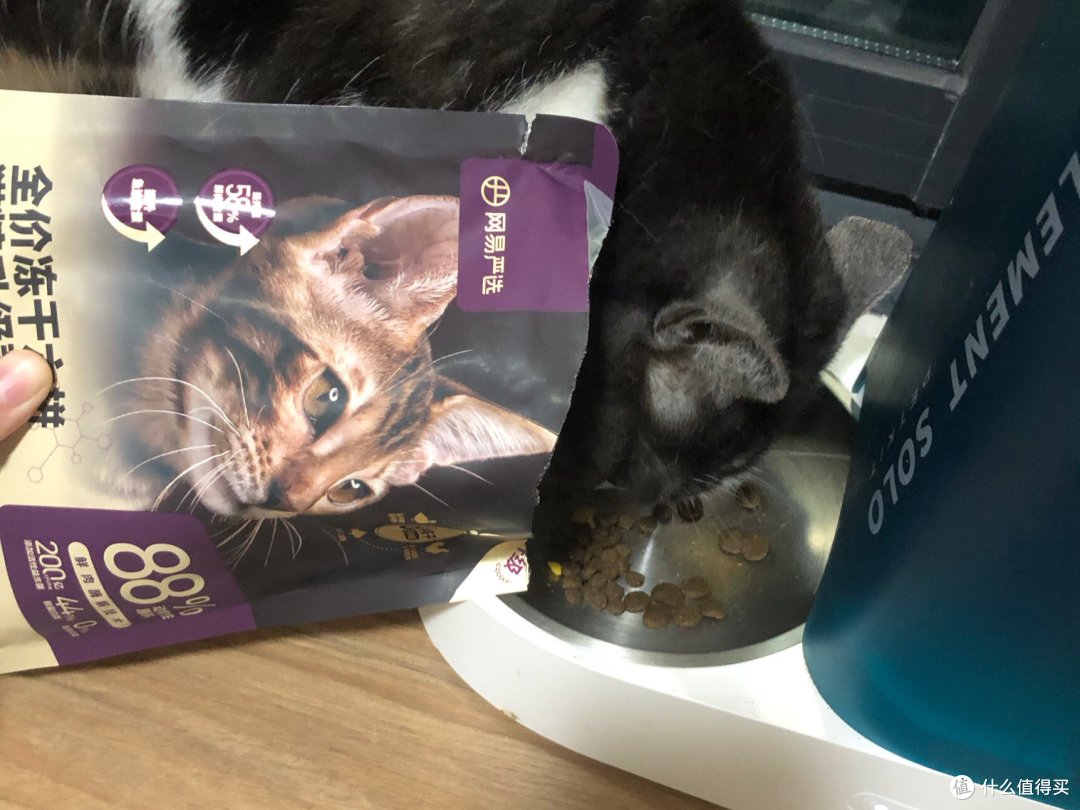 养猫这点事：我的猫粮换来换去，终于找到了主子的心头好！