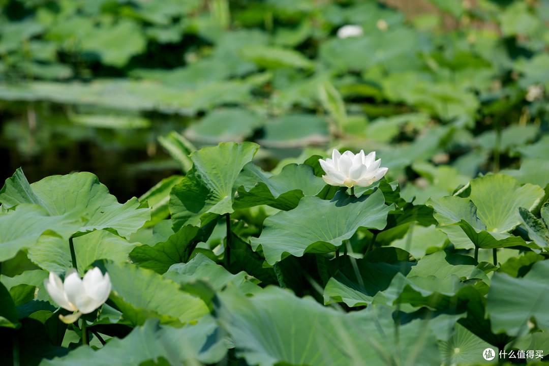 捕捉夏日荷花的瞬间 2024-07-13 22:33:13 8点赞 12收藏 7评论 夏天的