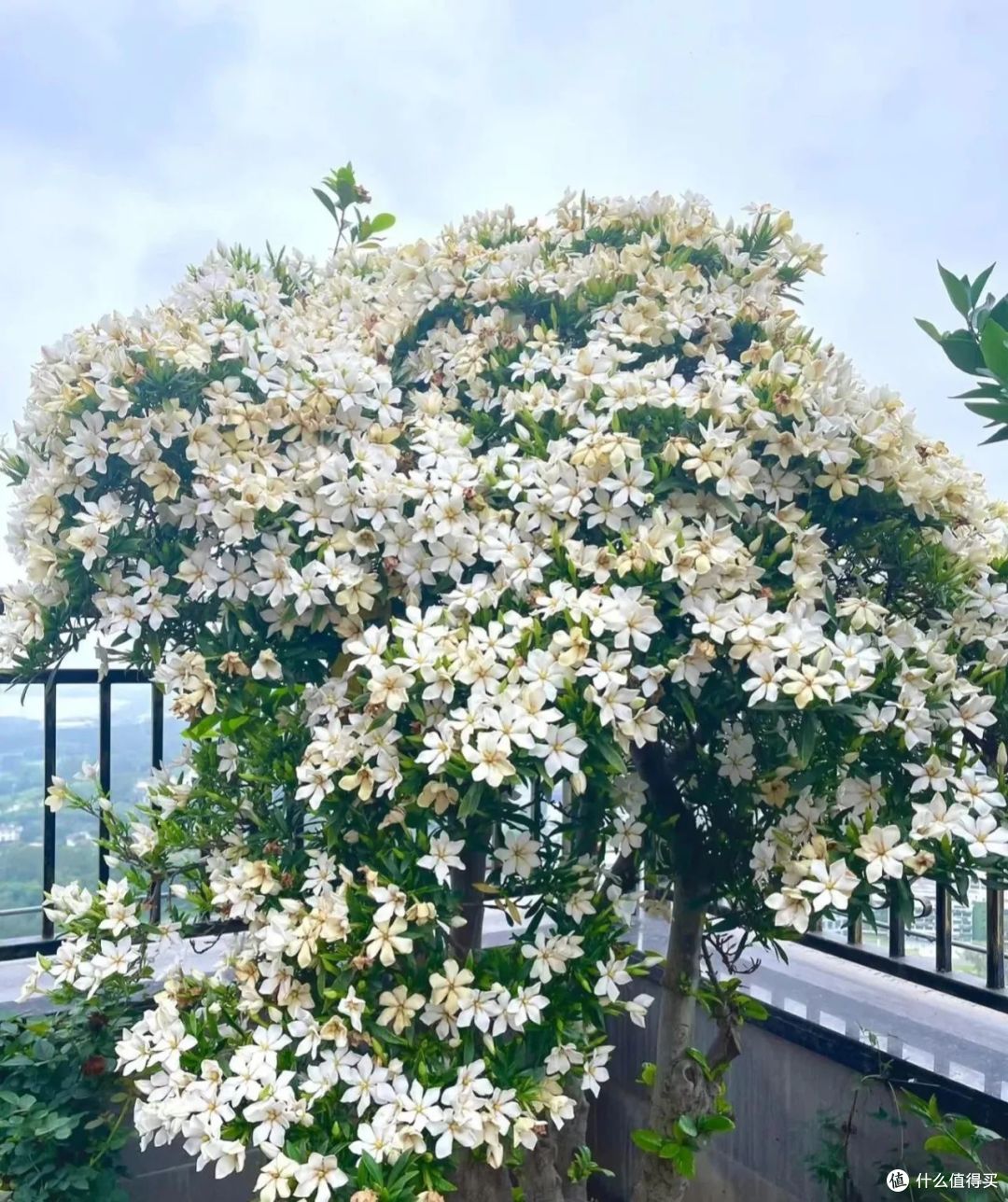 7月,栀子要喝这种“废水”,7天喝一次,呼呼开爆花,香的不得了