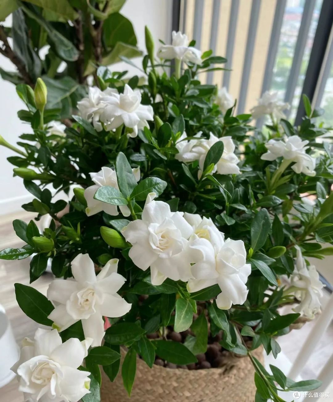 7月,栀子要喝这种“废水”,7天喝一次,呼呼开爆花,香的不得了