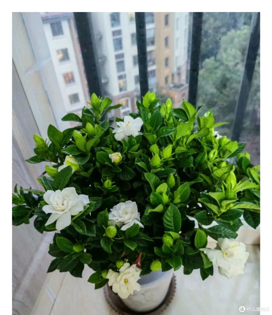 7月,栀子要喝这种“废水”,7天喝一次,呼呼开爆花,香的不得了