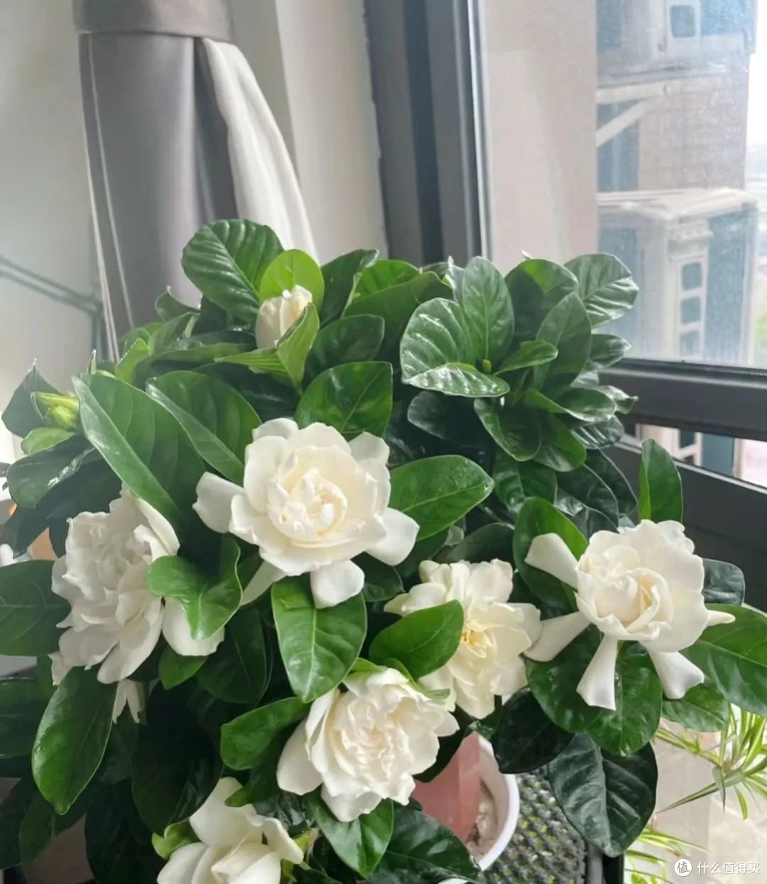 7月,栀子要喝这种“废水”,7天喝一次,呼呼开爆花,香的不得了