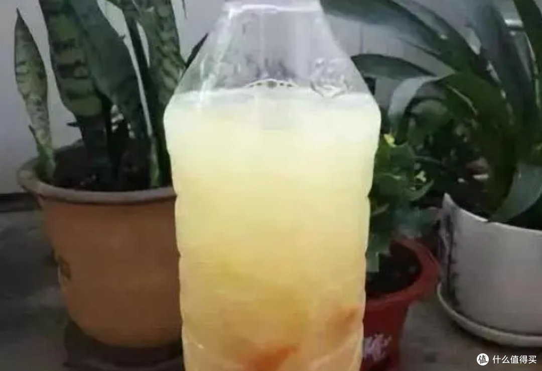 今日入伏,浇了这两种水,你的花很容易死翘翘