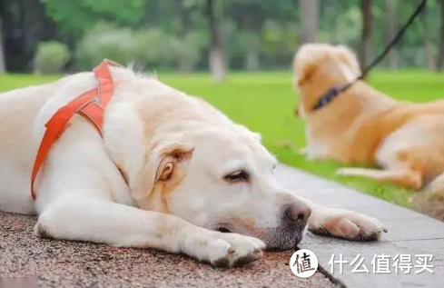 夏日炎炎，宠物也需清凉一夏！——你的夏季养宠小贴士，萌力全开！