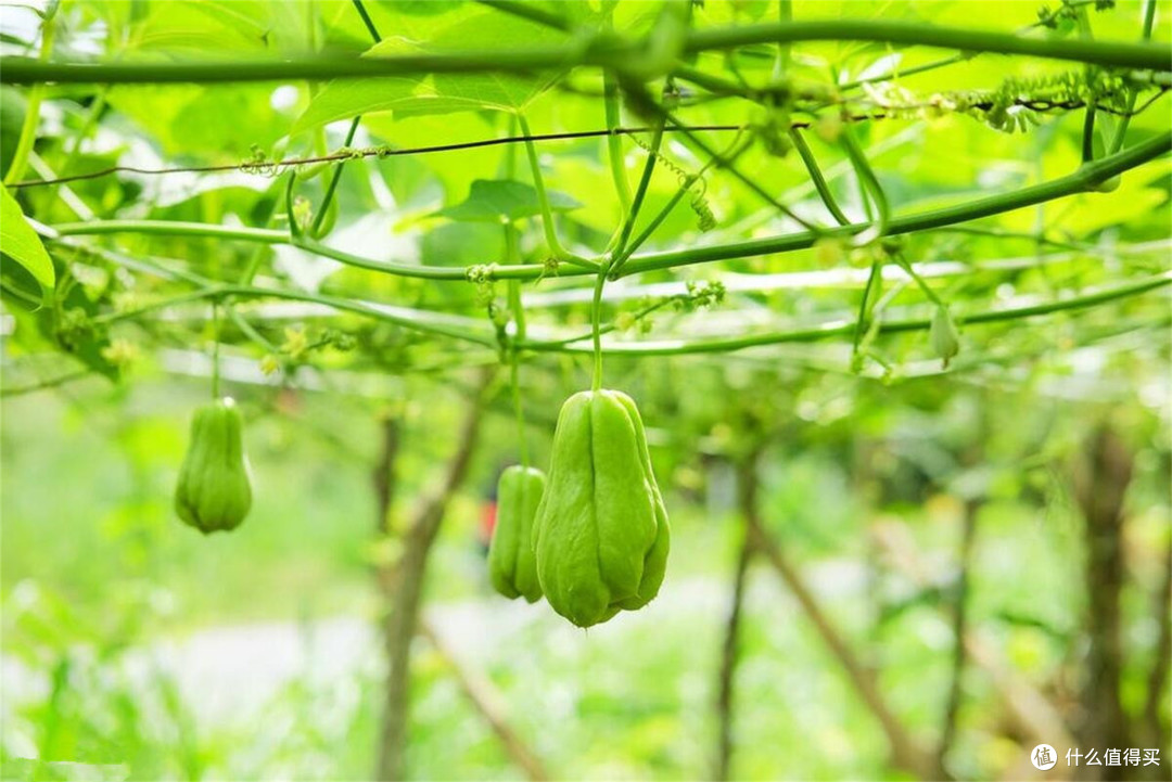 山东豆橛子,广东空心菜,把各省人吃烦的食物都是啥?真吃够了!