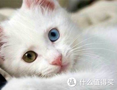 狮子猫