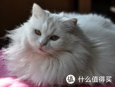 狮子猫