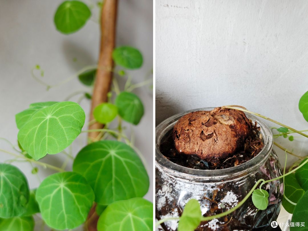 我家是种在水苔里的，没有土壤的营养，所以得定期加水溶肥