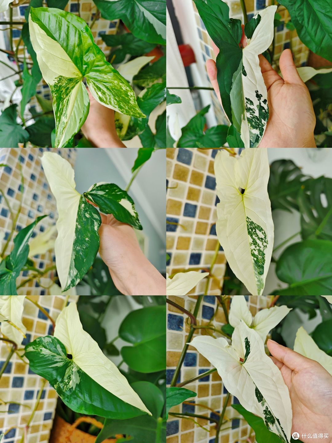 每片叶子都不一样