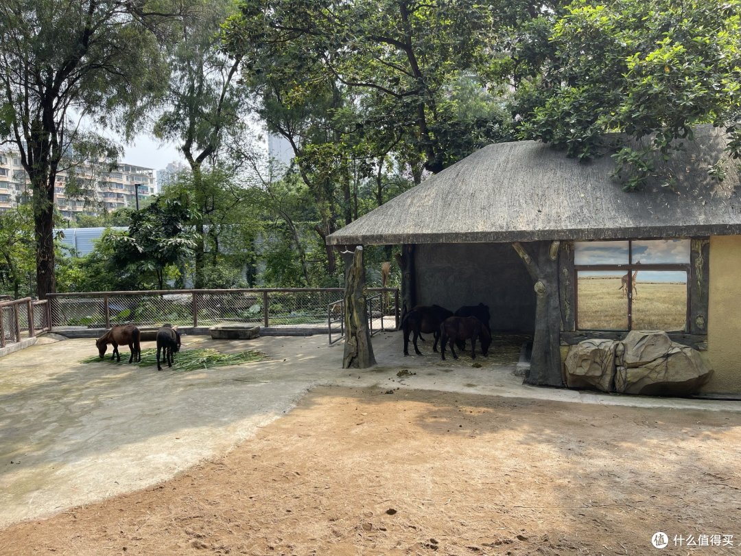 暑假游记:广州动物园之旅