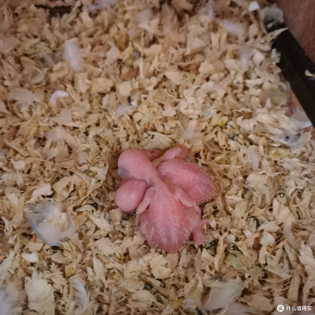 全部破壳🐣