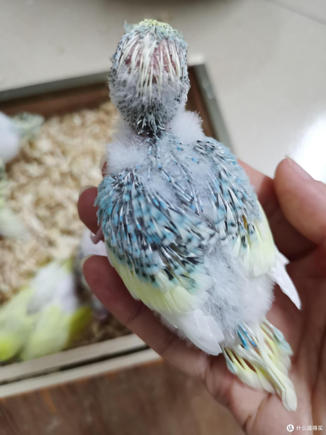 小鸡孵蛋记:看它如何从一颗蛋变成一只鸡?