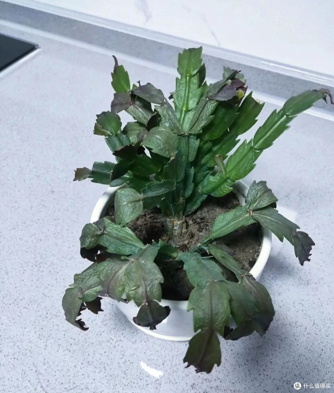 现在家里有蟹爪兰要注意,此时别再频繁喷水了!