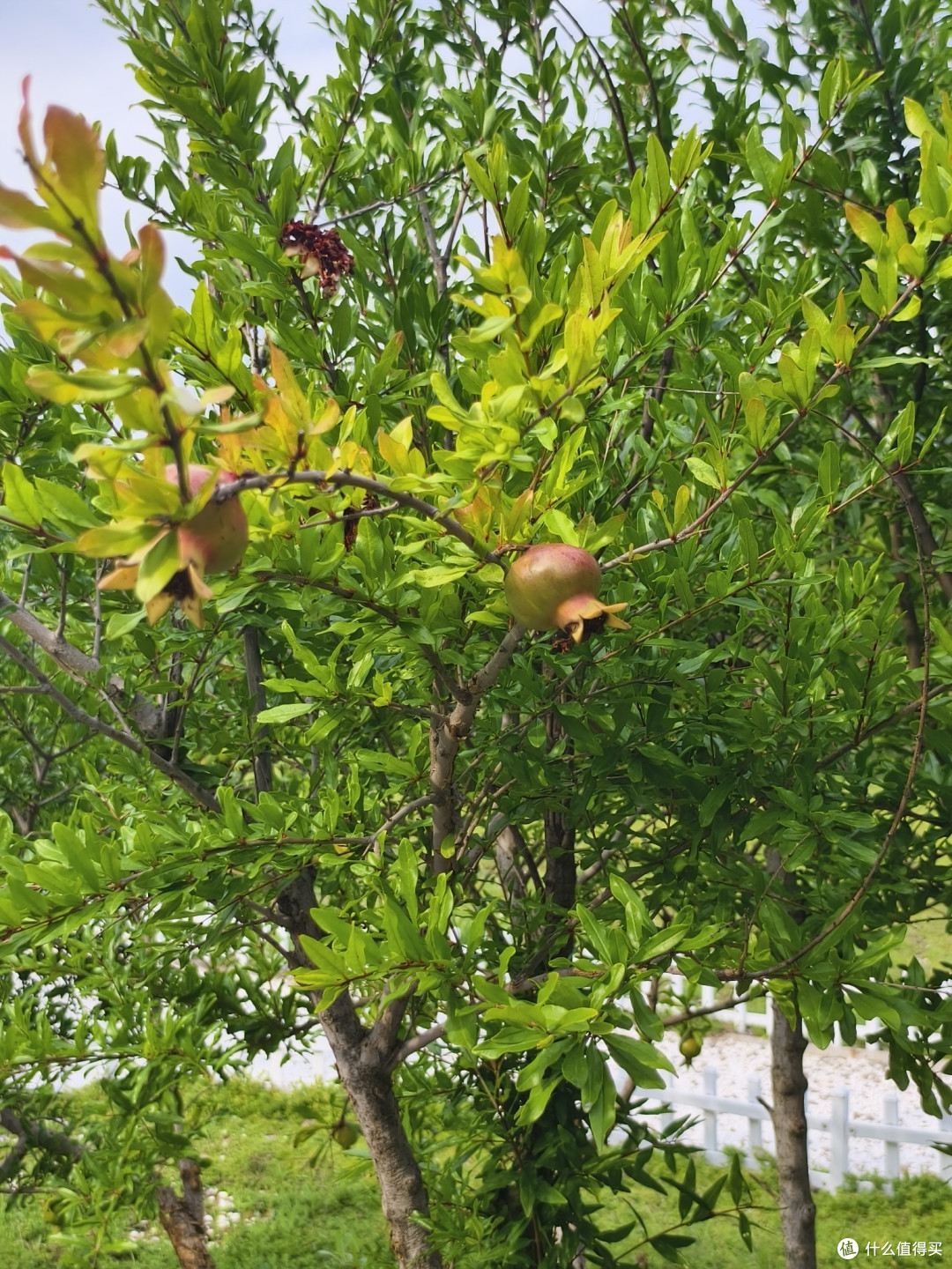 青岛夏日的小众打卡地:世博园