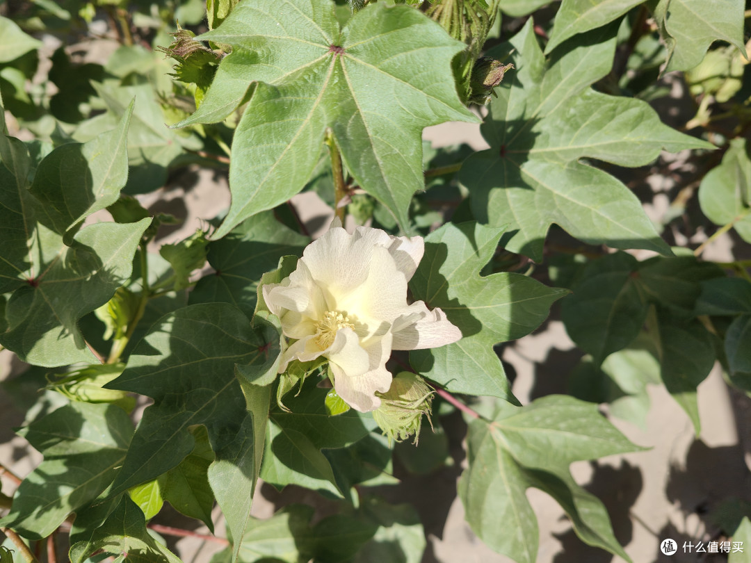 棉花