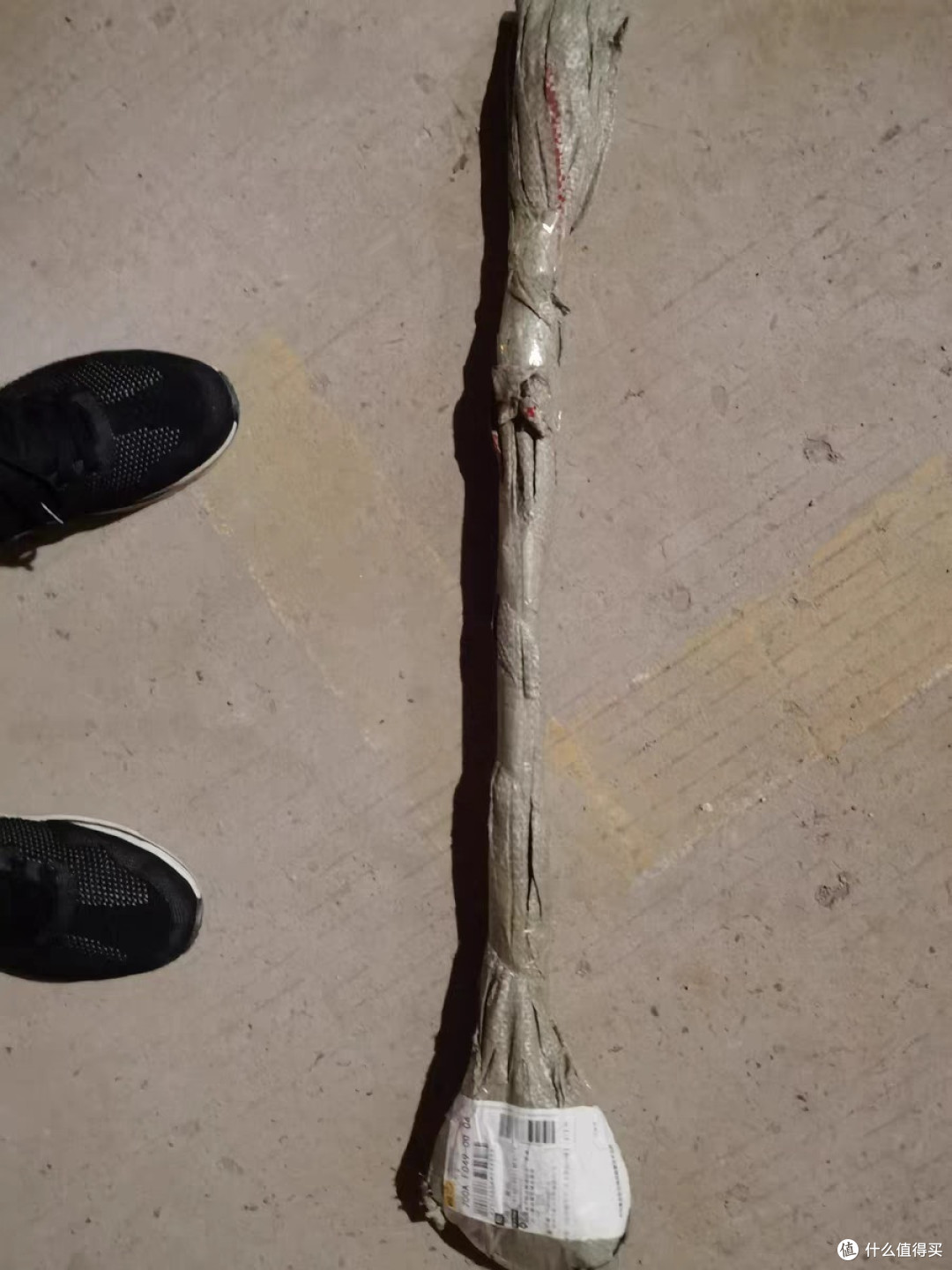 老婆说我有病,这大热的夏天买颗银杏树苗。我也觉得自己热晕了头。