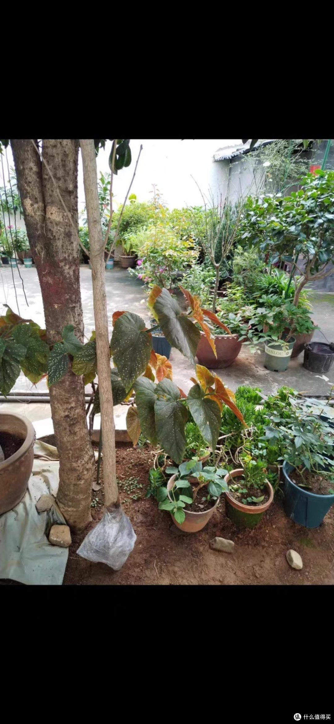 老婆说我有病,这大热的夏天买颗银杏树苗。我也觉得自己热晕了头。