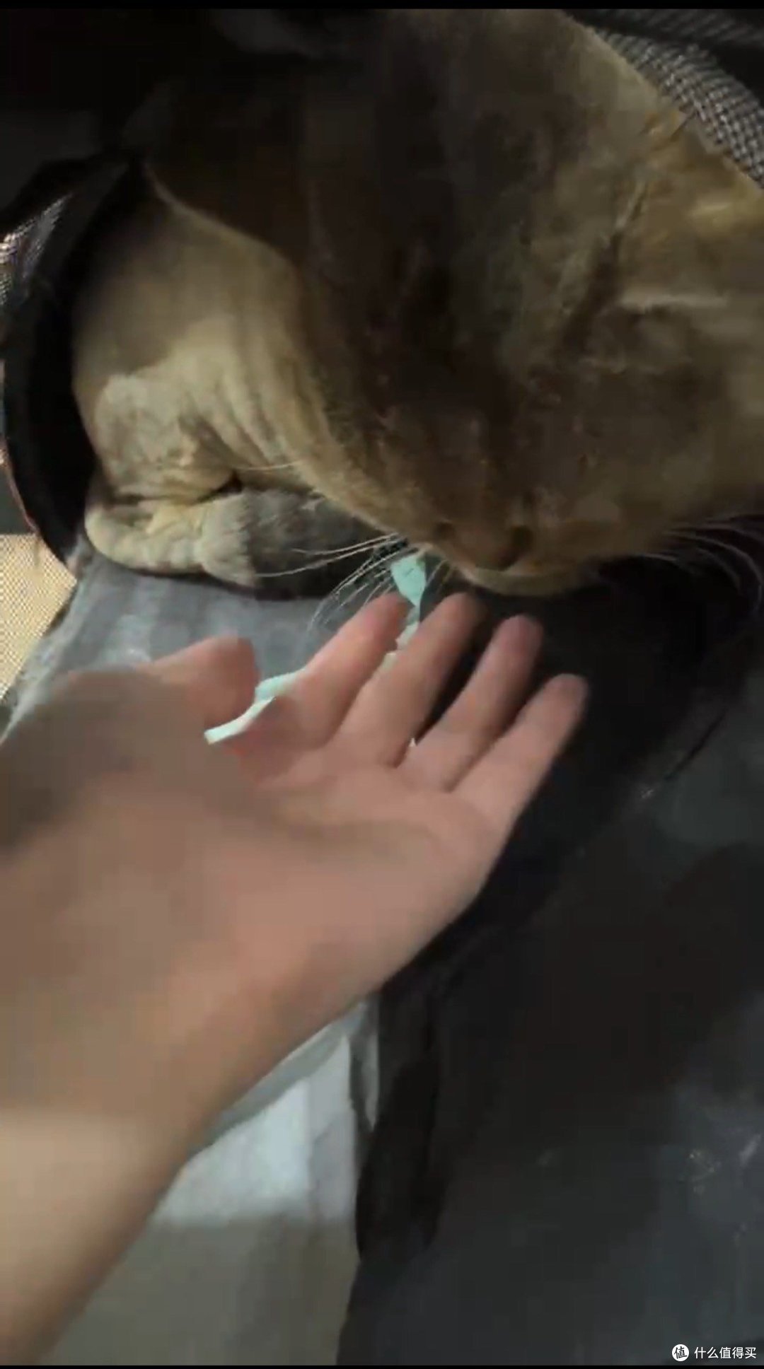 羡慕我同事拥有一只超级可爱的猫猫