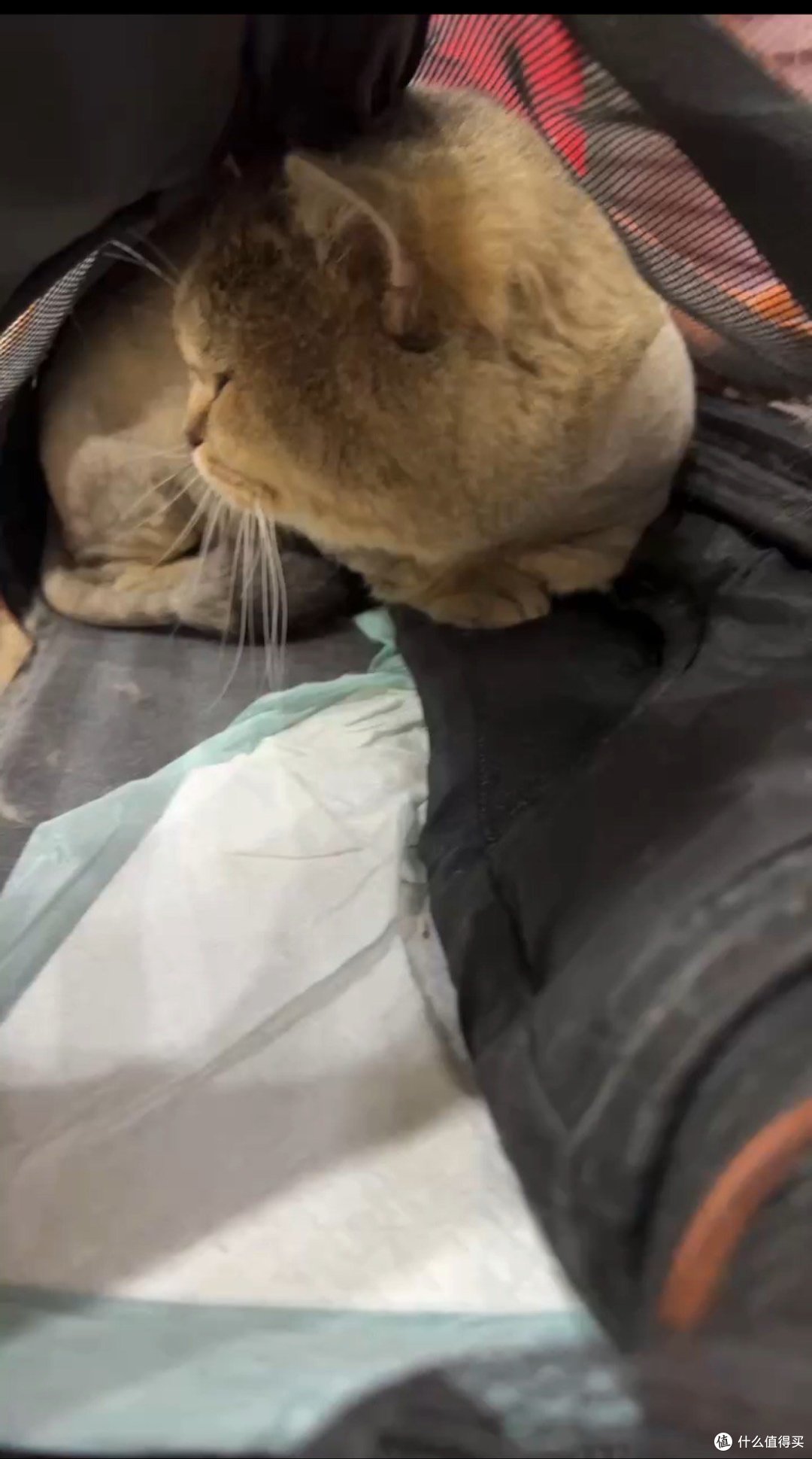 羡慕我同事拥有一只超级可爱的猫猫