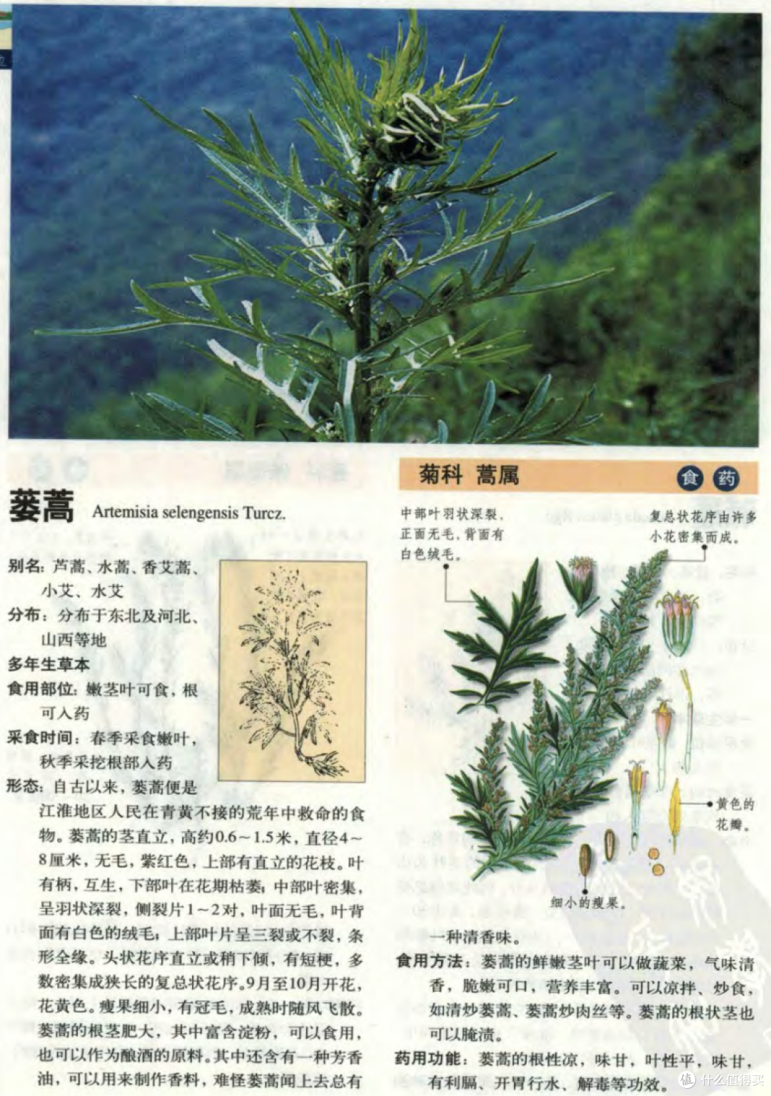你爱吃野菜吗?你认得出野菜吗?野菜爱好者的美食指南你一定要读!