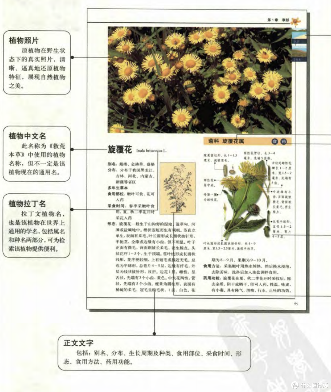 你爱吃野菜吗?你认得出野菜吗?野菜爱好者的美食指南你一定要读!