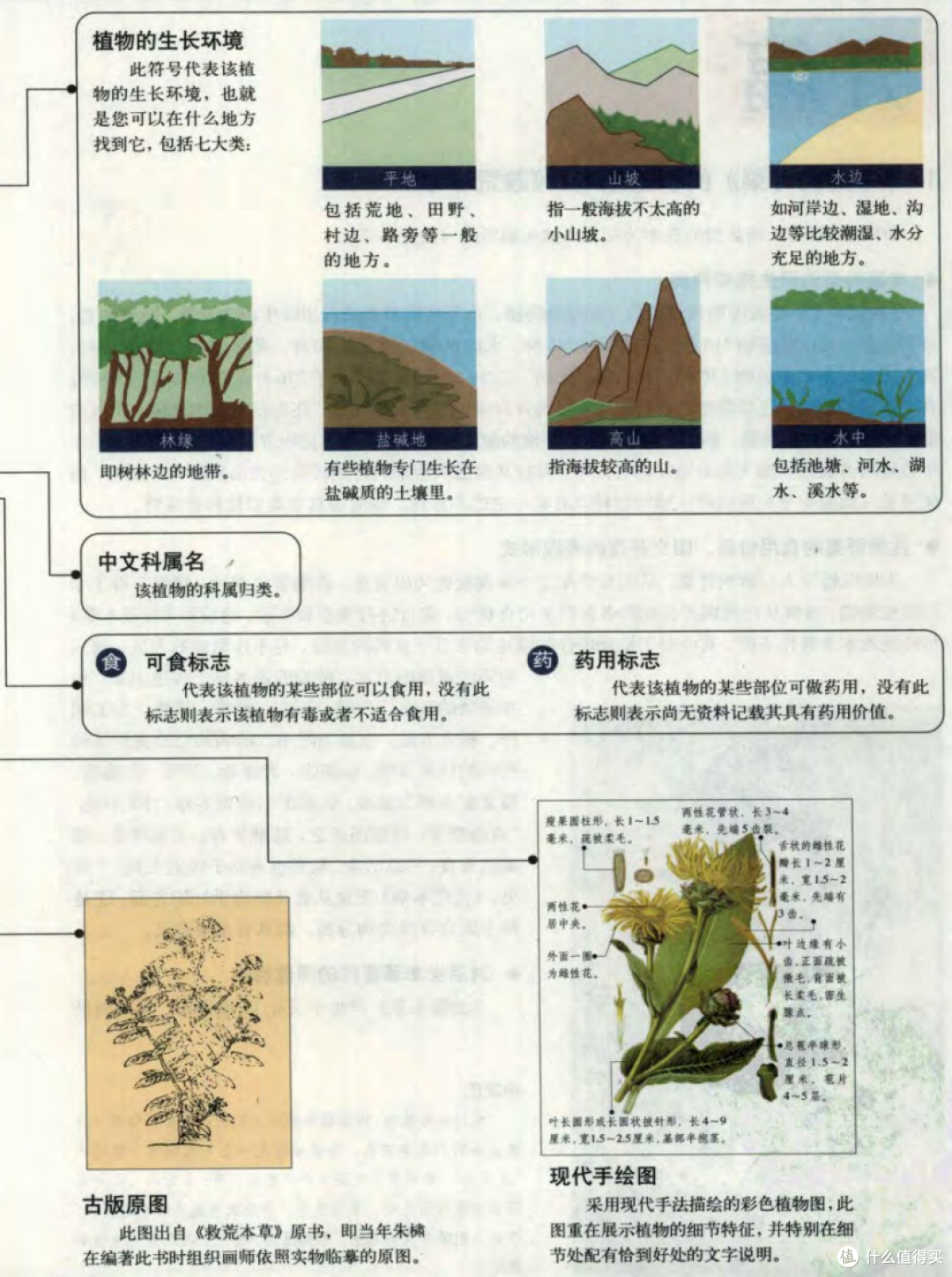 你爱吃野菜吗?你认得出野菜吗?野菜爱好者的美食指南你一定要读!