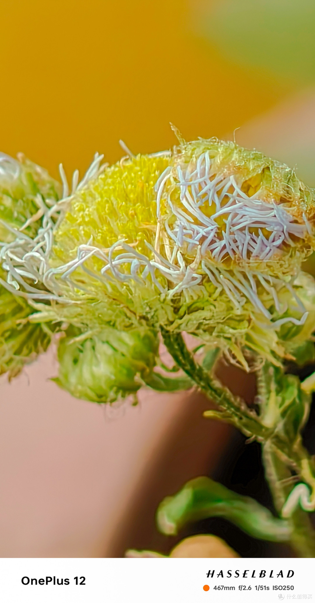 出门拍照一部手机就够了,一加12拍照体验