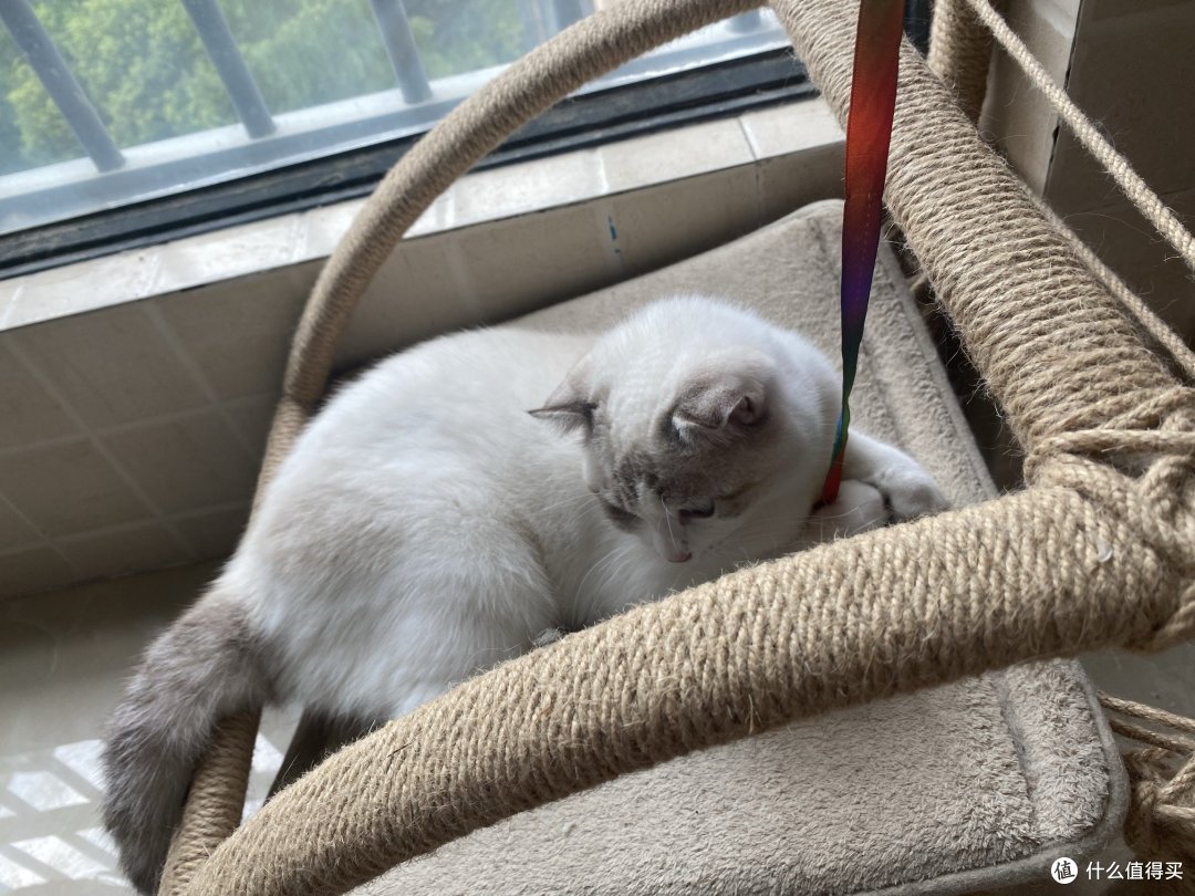 喵星人观察日记:布偶猫的甜蜜与烦恼