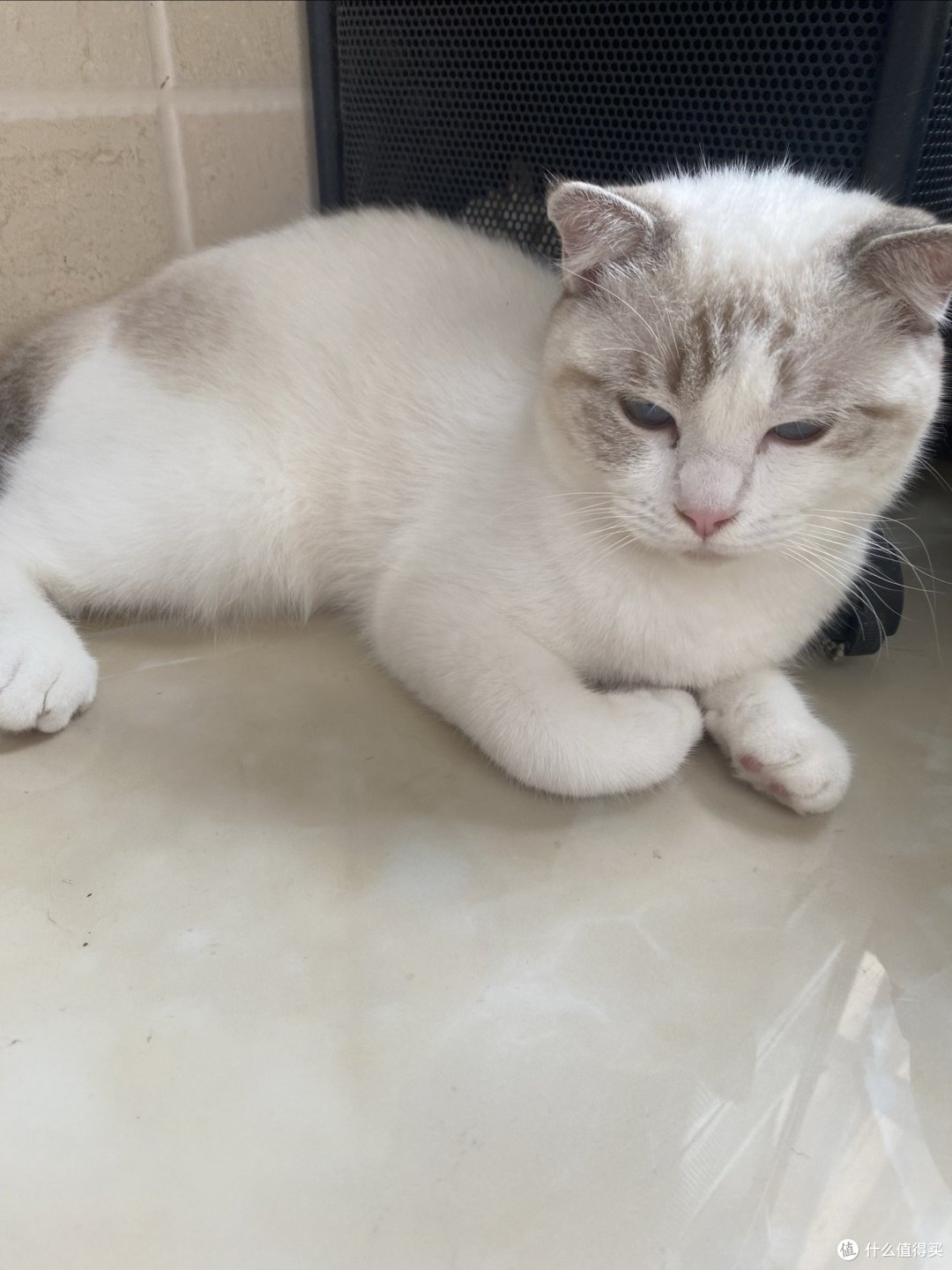喵星人观察日记:布偶猫的甜蜜与烦恼