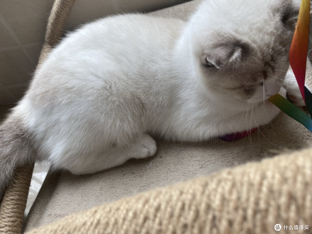 喵星人观察日记：布偶猫的甜蜜与烦恼