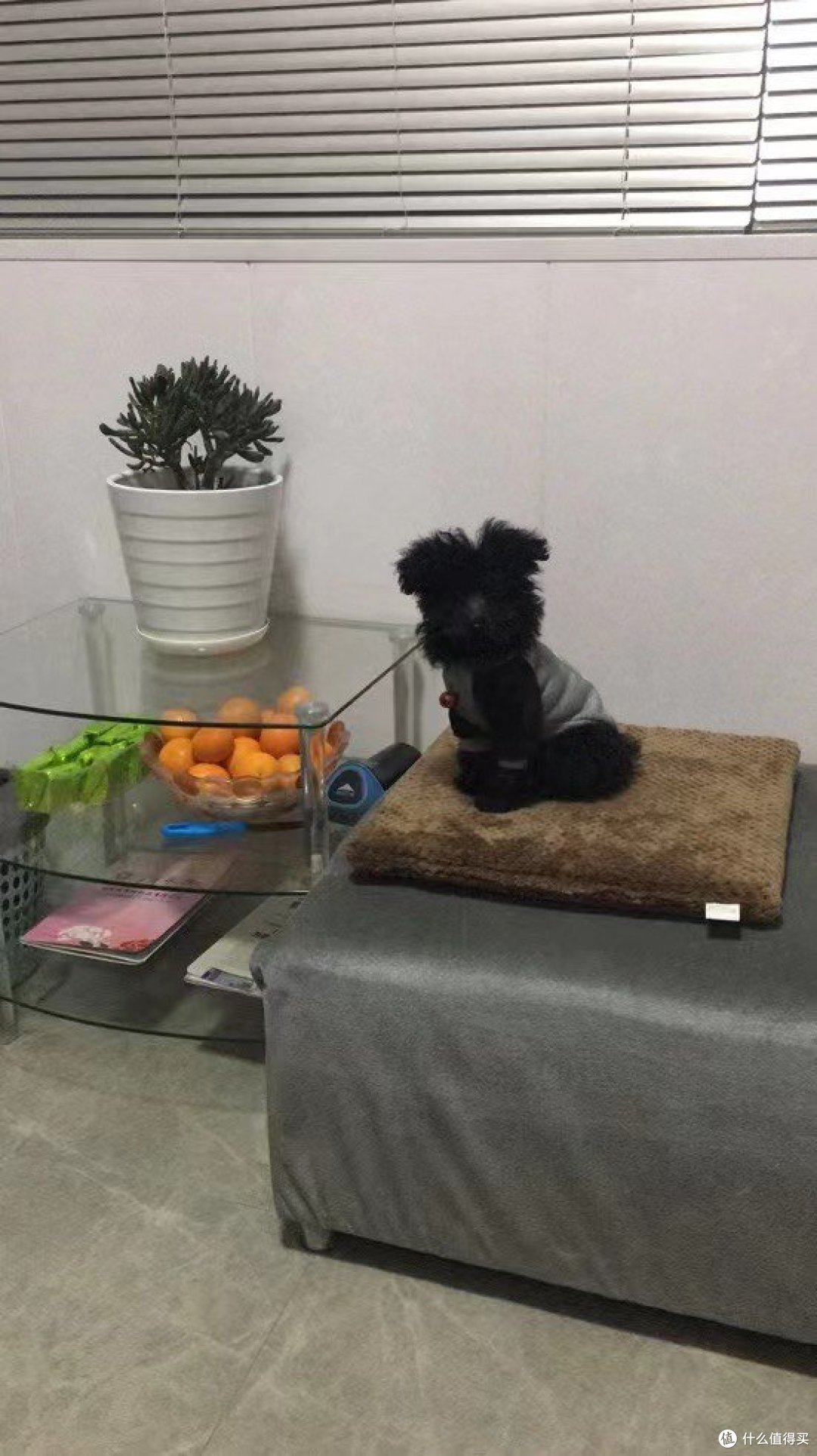 家里的狗狗们