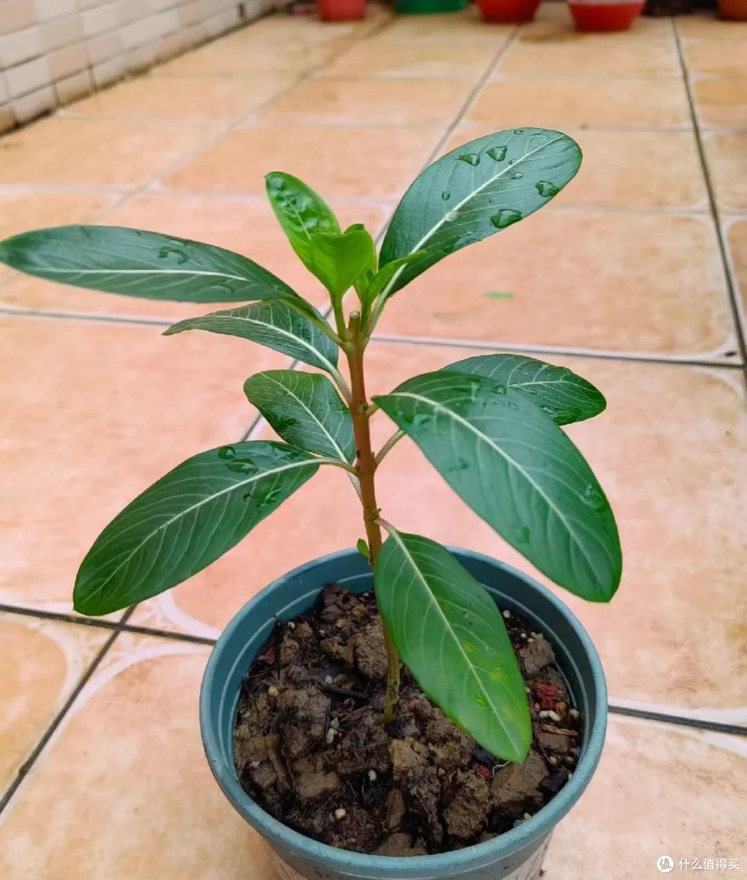 新买的长春花，3个月养成了一棵大花树，原来她用了这个方法！